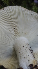 Russula fuegiana