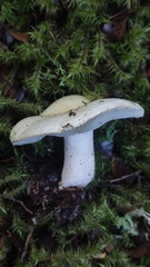 Russula fuegiana