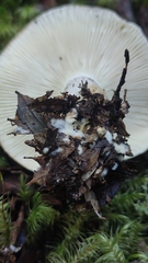 Russula fuegiana