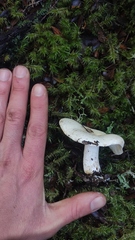 Russula fuegiana