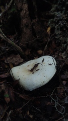 Russula fuegiana