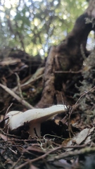 Russula fuegiana
