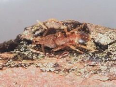 Strumigenys louisianae