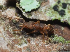 Strumigenys louisianae