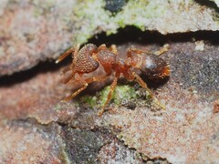 Strumigenys louisianae