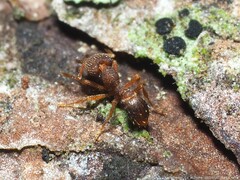 Strumigenys louisianae