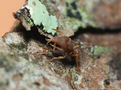 Strumigenys louisianae