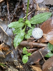 Pterostylis concinna
