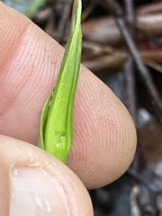 Pterostylis concinna