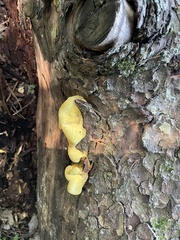 Pseudomerulius curtisii
