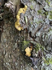 Pseudomerulius curtisii