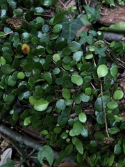 Lemmaphyllum microphyllum