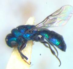 Caenochrysis