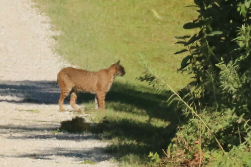 Bobcat photographed in Missouri