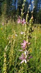 Sidalcea oregana spicata