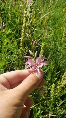 Sidalcea oregana spicata