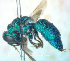 Chrysididae