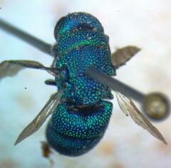 Chrysididae