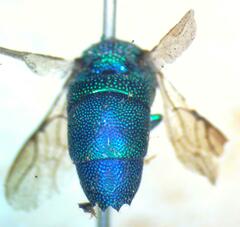 Chrysididae