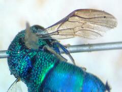 Chrysididae