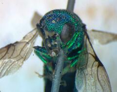 Chrysididae