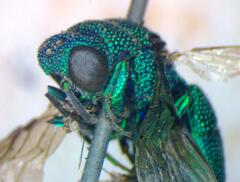 Chrysididae