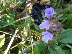 Bombus borealis image