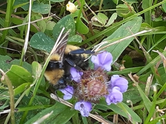 Bombus borealis image