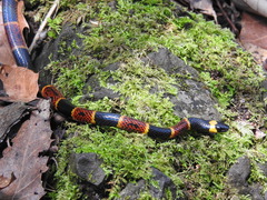 Pliocercus elapoides