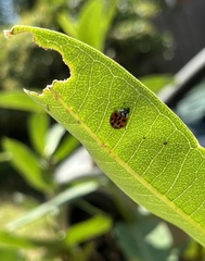 Harmonia axyridis