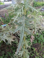 Cirsium vulgare