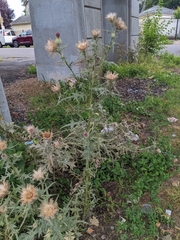 Cirsium vulgare