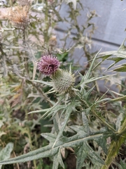 Cirsium vulgare