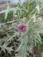Cirsium vulgare