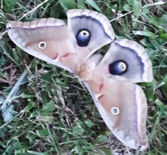 Antheraea polyphemus