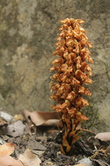 Conopholis
