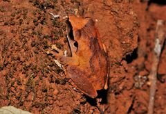 Pseudophilautus amboli