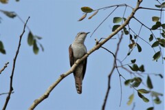 Cacomantis sonneratii