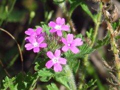 Glandularia polyantha