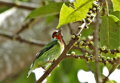 Psilopogon malabaricus
