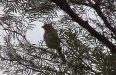 Embernagra platensis