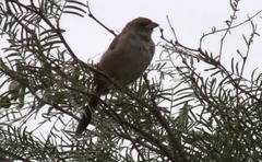 Embernagra platensis