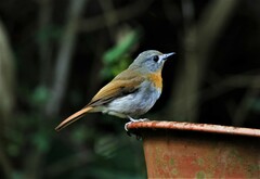 Cyornis pallidipes