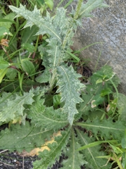 Cirsium vulgare