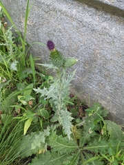 Cirsium vulgare
