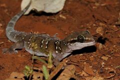 Hemidactylus triedrus