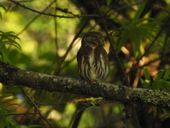 Glaucidium sanchezi
