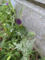 Cirsium vulgare