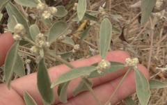 Alternanthera albida