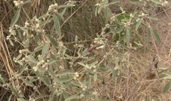 Alternanthera albida